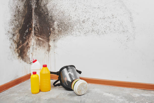 Best Mold Damage Restoration  in Kenmore, WA